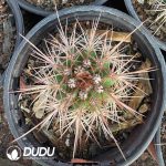 Melocactus macrocanthos Var.sinilis - Image 2