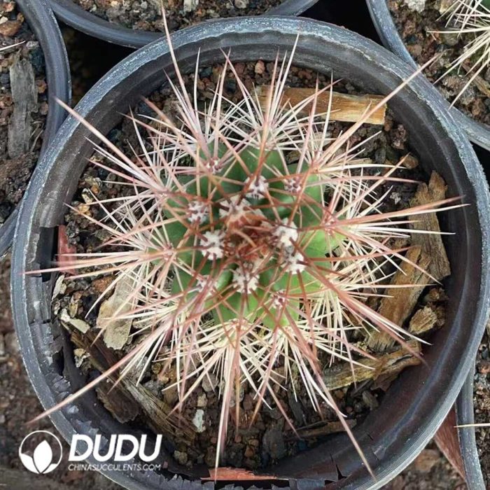 Melocactus macrocanthos Var.sinilis - Image 2