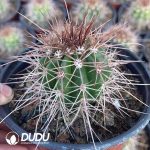 Melocactus macrocanthos Var.sinilis - Image 3