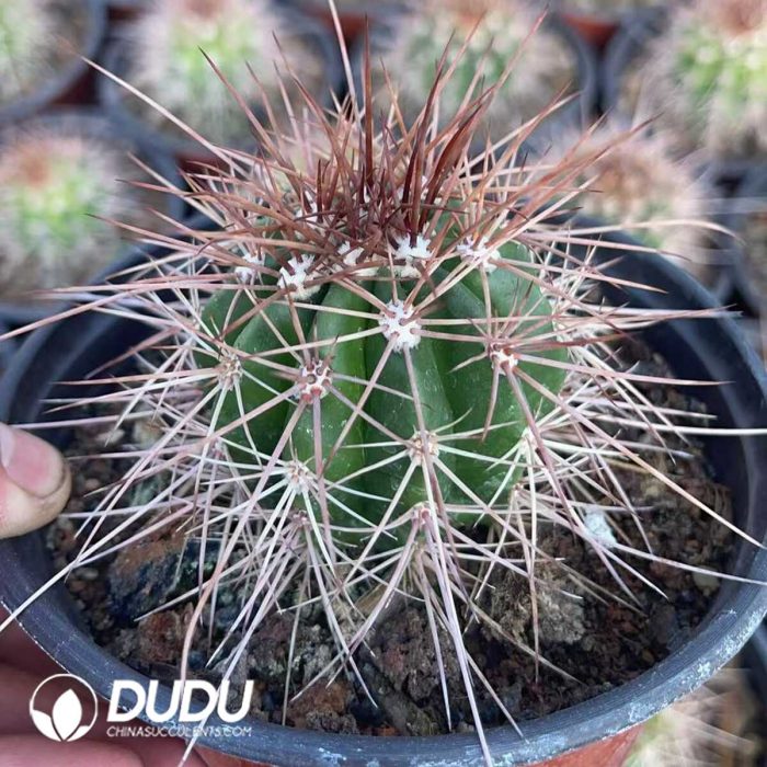 Melocactus macrocanthos Var.sinilis - Image 3