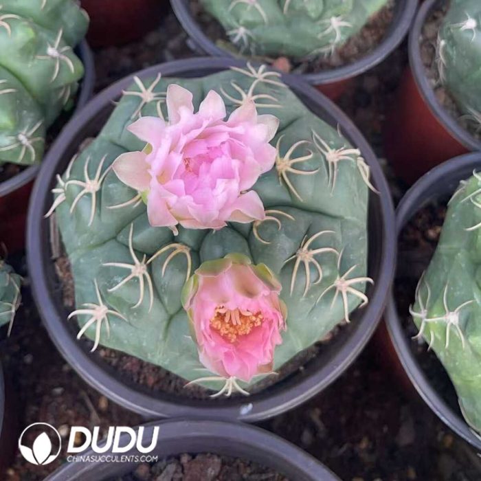 Gymnocalycium denudarum var.paraguayensis - Image 3