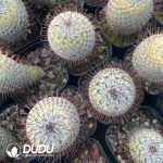 Mammillaria perezdelarosae - Image 3