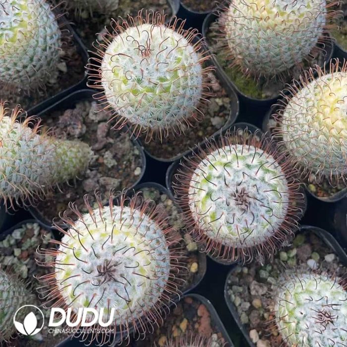 Mammillaria perezdelarosae - Image 3