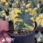 Astrophytum myriostigma variegata