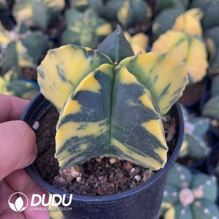 Astrophytum myriostigma variegata - Image 2