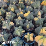 Astrophytum myriostigma variegata - Image 3