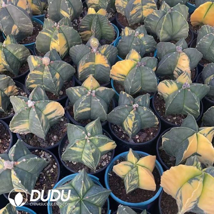 Astrophytum myriostigma variegata - Image 3