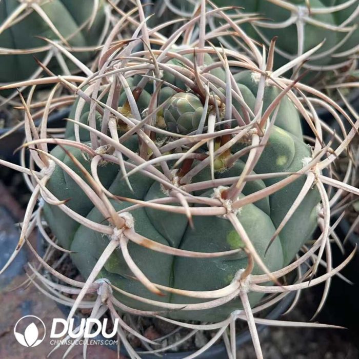 Gymnocalycium armatum - Image 2