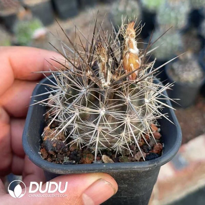 Fu Long Yu - Image 2