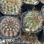 Fu Long Yu - Image 3