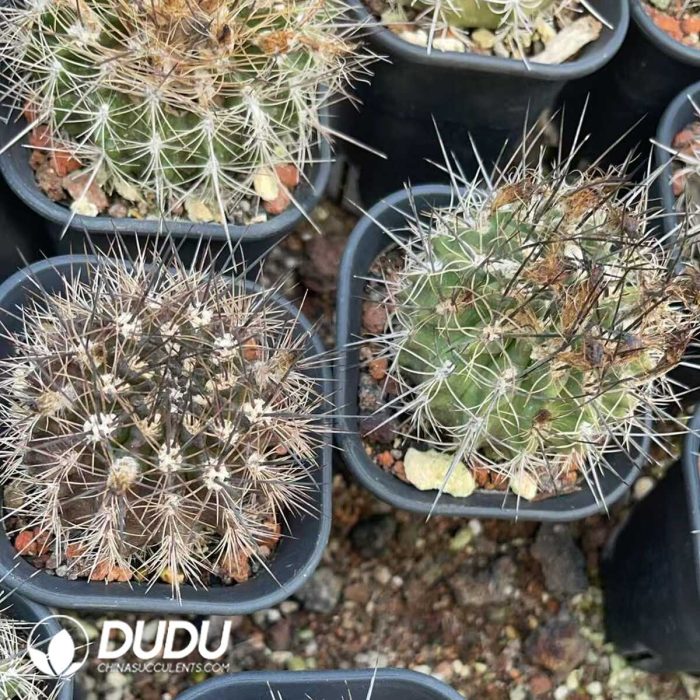 Fu Long Yu - Image 3