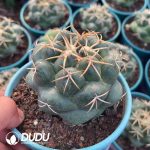 Coryphantha elephantidens - Image 2