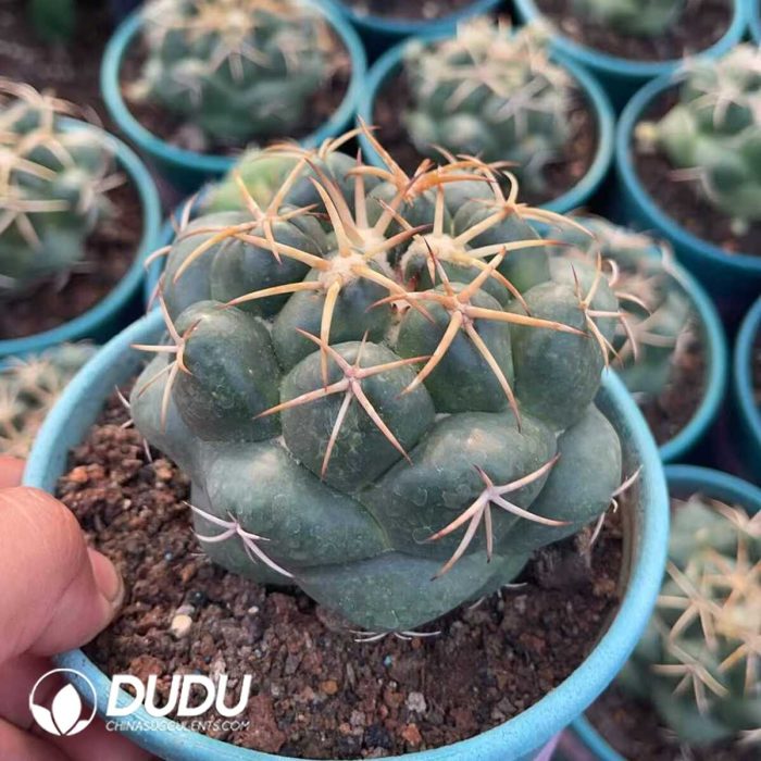 Coryphantha elephantidens - Image 2