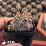 Gymnocalycium mazanense - Image 2