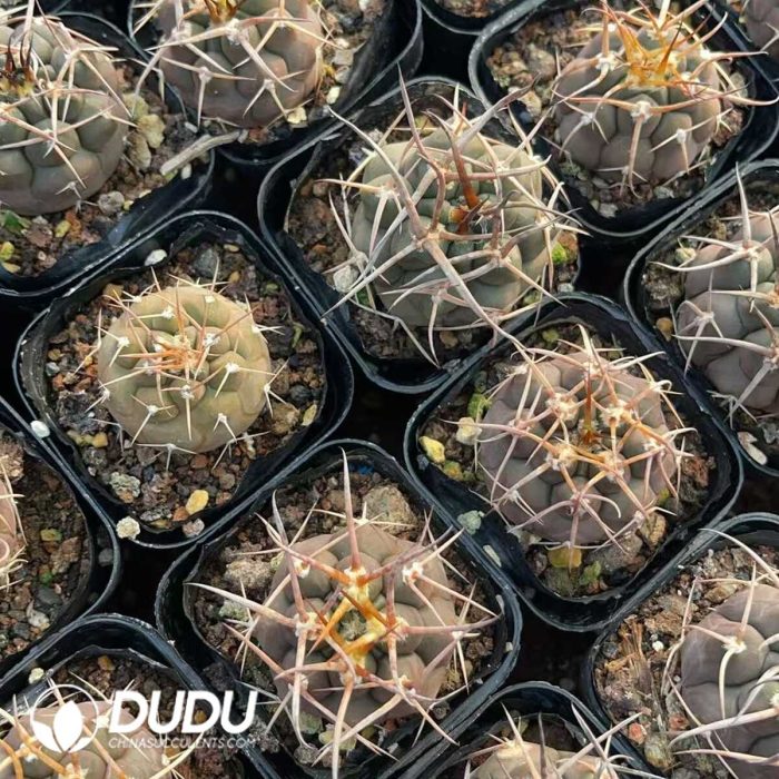 Gymnocalycium mazanense - Image 3