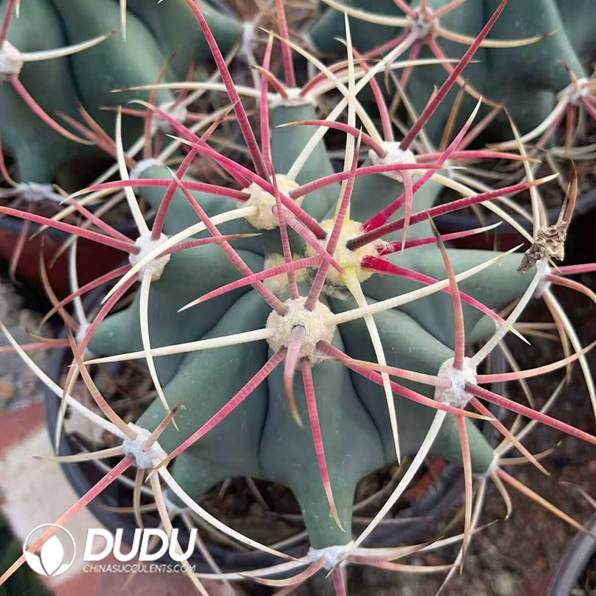 1750321285-e201.jpg Gymnocalycium Jiang Shou Yu - Image 1