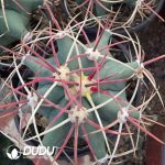 Gymnocalycium Jiang Shou Yu - Image 3