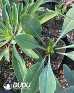 Euphorbia bupleurifolia - Image 3