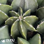 Astrophytum myriostigma with White Border