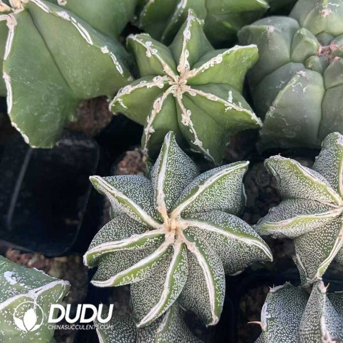 Astrophytum myriostigma with White Border - Image 2