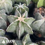 Astrophytum myriostigma with White Border - Image 3