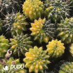 Notocactus The Lion King Variegated - Image 2