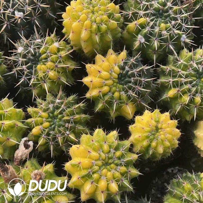 Notocactus The Lion King Variegated - Image 2