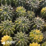 Notocactus The Lion King Variegated - Image 3