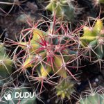 Ferocactus Red Crown Dragon Variegated Big