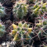 Ferocactus Red Crown Dragon Variegated Big - Image 2