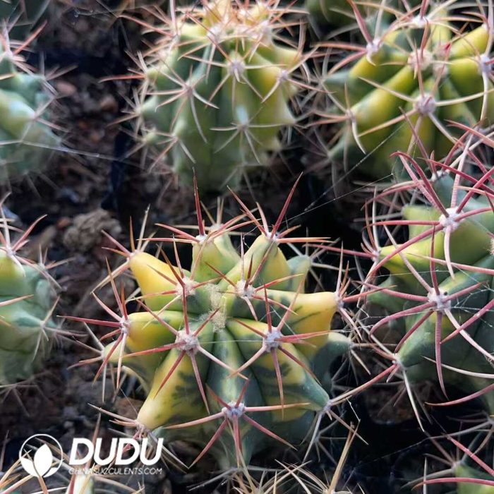 Ferocactus Red Crown Dragon Variegated Big - Image 2