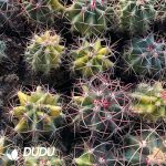 Ferocactus Red Crown Dragon Variegated Big - Image 3