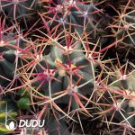 Ferocactus chrysacanthus