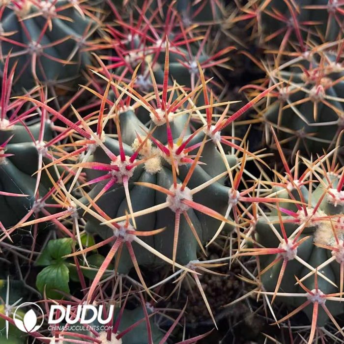 Ferocactus chrysacanthus - Image 2