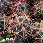 Ferocactus chrysacanthus - Image 3