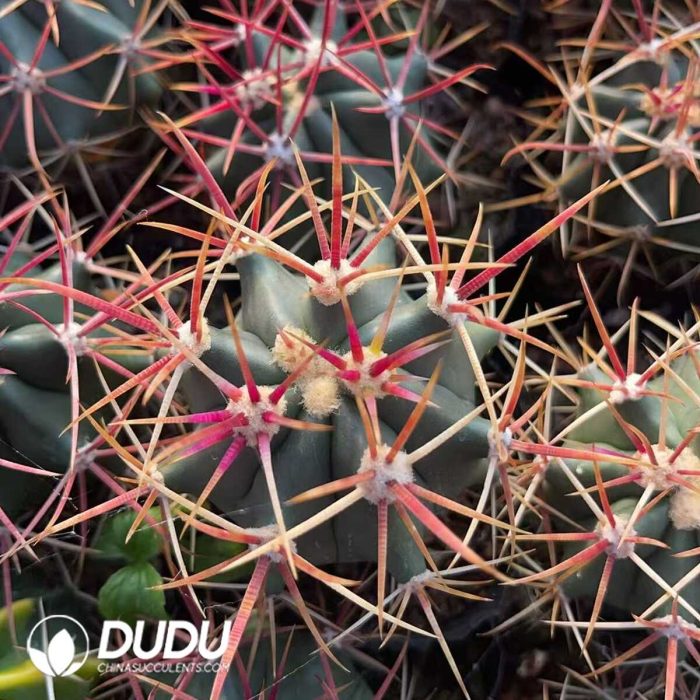 Ferocactus chrysacanthus - Image 3