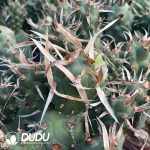 Tephrocactus articulatus var. diadematus