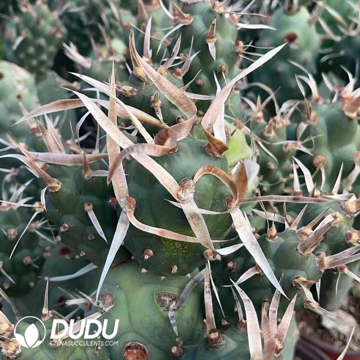 1750321400-e201.jpg Tephrocactus articulatus var. diadematus - Image 1