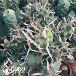 Tephrocactus articulatus var. diadematus - Image 2