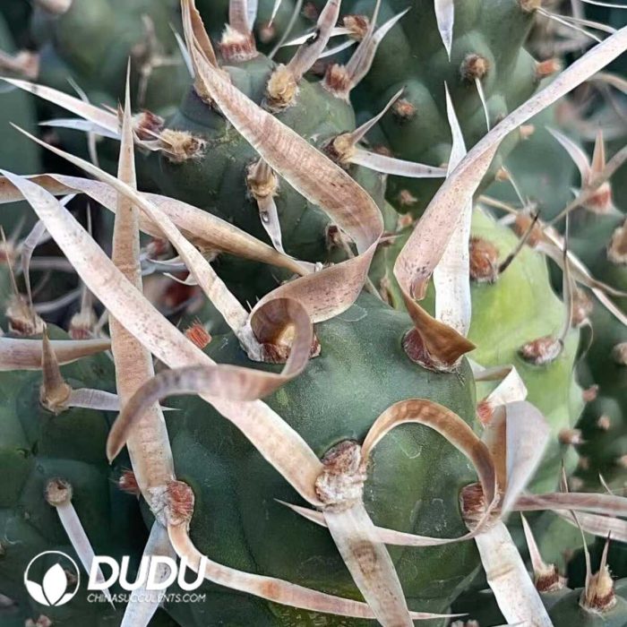 Tephrocactus articulatus var. diadematus - Image 3