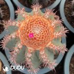 Melocactus Extra Large Melocactus azureus