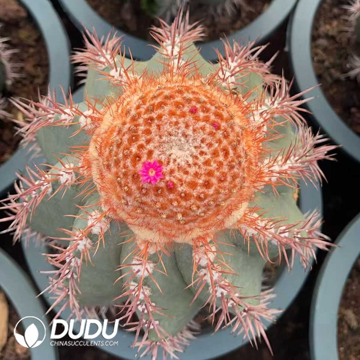 1750321414-e201.jpg Melocactus Extra Large Melocactus azureus - Image 1