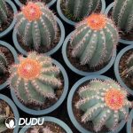 Melocactus Extra Large Melocactus azureus - Image 3