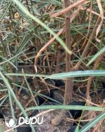 Brachychiton Beaucarnea recurvata