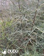 Brachychiton Beaucarnea recurvata - Image 2