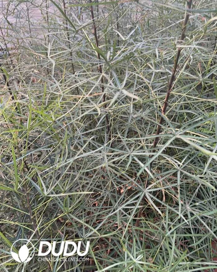 Brachychiton Beaucarnea recurvata - Image 2