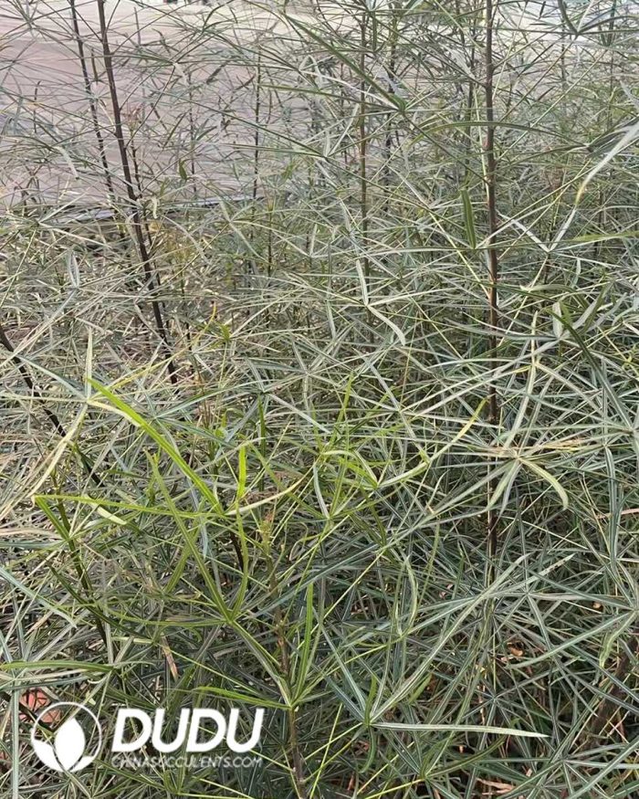 Brachychiton Beaucarnea recurvata - Image 3