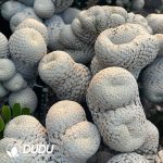 Euphorbia piscidermis Cristata Medium sticky wood - Image 2