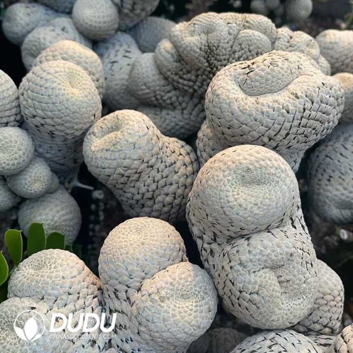 Euphorbia piscidermis Cristata Medium sticky wood - Image 2