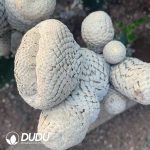 Euphorbia piscidermis Cristata Medium sticky wood - Image 3